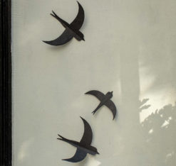 swallows zwaluwen vogels vtwonen
